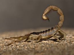 Meerkats have a reputation for being small, adorable creatures, but they attack scorpions with ease. 10 Fascinating Facts About Scorpions