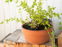 Check spelling or type a new query. How To Grow Mint Kitchn