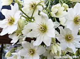 Although most clematis varieties are unsuitable for the rigors of zone 3 and zone 4 winters, luckily there are cold hardy species and cultivars to be found in all three clematis groups. Evergreen Clematis How To Plant And Care For Clematis Armandii