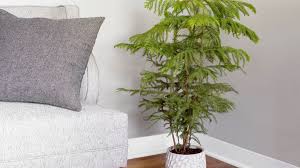 Check spelling or type a new query. How To Grow And Care For Norfolk Island Pine