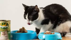 This is blackie, he adopted us after strolling in off the street a few years ago. Vegan Only Diet For Cats Is Naive And Cruel Daily Mercury