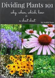 Dividing Plants A Step By Step Guide Entretien Du Jardin Idees Jardin Jardins