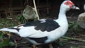 Untuk melihat lebih jelas dapat melihat gambar itik tegal dibawah ini Itik