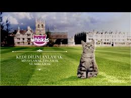 Yavru Kedi Akademisi Kedi Dilini Anlamak Miyavlamak Tislamak Ve Mirlamak Youtube