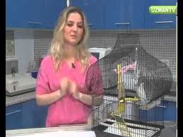 Muhabbet Kusum Yemlerini Kusuyor Neden Olabilir Youtube