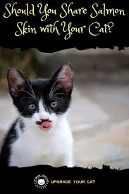 Wondering if your cat can eat fish like tuna and salmon safely? Can Cats Eat Salmon Skin Risks Explained Upgrade Your Cat