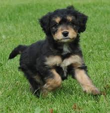 As a designer breed, mini bernedoodles bring the best from both the bernese mountain dog and the poodle. Minibernedoodles Cute Puppies Cute Animals Puppies