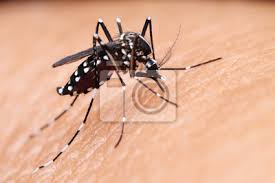 To właśnie komary roznoszą pasożyty powodujące malarię. Komar Malarie Fototapeta Fototapety Namahavy Dengue Malarie Myloview Cz