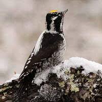 Image result for Tridactyle virginea