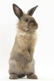 Lionhead Cross Rabbit Sitting Up On Its Haunches Photographic Print Mark Taylor Allposters Com In 2021 Animals Cute Animals Rabbit Colors