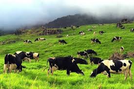Have these all at desa dairy farm in kundasang sabah, malaysia! Malaysia Borneo Sabah With Ranau Paragliding And Desa Farm