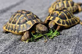 How Do I Know When My Tortoise Is Ready To Hibernate Vet Help Direct