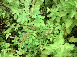 Image result for Indigofera astragalina