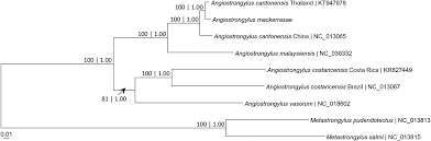 Bonus is not recorded at all. Angiostrongylus Mackerrasae And A Cantonensis Nematoda Metastrongyloidea Belong To Same Genetic Lineage Evidence From Mitochondrial Protein Coding Genes Journal Of Helminthology Cambridge Core