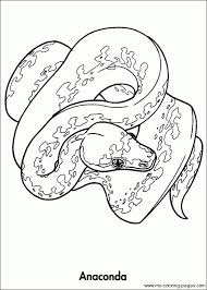 5 printable digital coloring pages for kids, jungle animals, unique illustrations, rainforest animal, woodland, nature, pdf, download, tucan. Animals Of The Rainforest Coloring Pages Rainforest Animals Animal Coloring Pages Animal Coloring Books