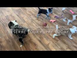 Chocolate lab puppies for sale near me. Australian Shepherd Lab Mix Puppies Labrador Web Labrador Videos