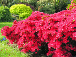 The beautiful buds and blooms of spring is reminiscent of a fresh start. Early Spring Flowering Trees And Shrubs Hawkins Landscape Architecture