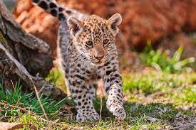 Mayra Exploring The Enclosure In 2021 Jaguar Animal Animal Wallpaper Animals
