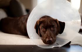 Some companies can eve offer online discounts & extra cover options. Do You Need Pet Insurance Here S How To Decide The Simple Dollar