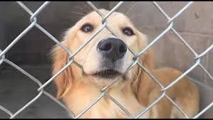 Overall, the bay area is kind to dog breeds that are often restricted or determined to be dangerous. 20 New Rescue Dogs Now Up For Adoption At Peterborough Humane Society Watch News Videos Online