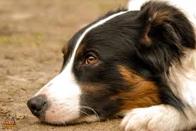 We are the internet's largest community of border collie fans! Gesundheit Und Krankheit Des Border Collie 2021 Dikdiks