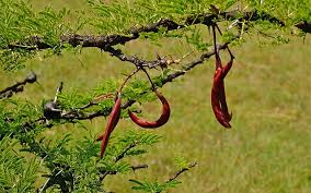 Image result for Acacia quiterajoensis