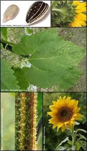 Image result for Helianthus annuus