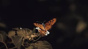 Abstract illustration with butterflies on a background wall. Brown Black Butterfly On Flower In Black Background Butterfly Hd Wallpaper Peakpx