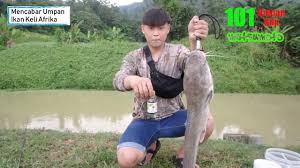 Berdasarkan asalnya, ikan keli banyak di temukan di daerah sumatera tepatnya di daerah. Umpan Ikan Lele Ikan Keli Afrika Youtube