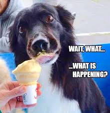 Dog Eating Ice Cream Dog Eating Ice Cream Eating Ice Eating Ice Cream