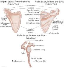 Shoulder impingement syndrome is a syndrome involving tendonitis (inflammation of tendons) of the rotator cuff muscles as they pass through the subacromial space, the passage beneath the acromion. Scapula Anatomy Location Parts Joints Muscles Anatomy Bones Scapula Upper Limb Anatomy