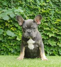 Blue Tan French Bulldog Satilik Yavru Kopek 236373 Bikopek Com