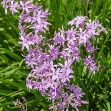 Image result for Tulbaghia