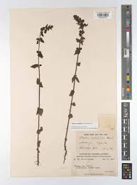 Image result for Alectra sessiliflora