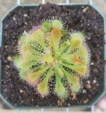 Image result for Drosera dielsiana