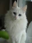 Turkish Angora - Wikipedia