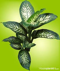 Why Do Dieffenbacia Plants Lose Leaves Askjudy Houseplant411 Com Houseplant 411 How To Identify And Care For Housepla Dumb Cane Plant Plants Plant Leaves