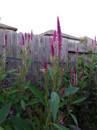 Image result for Celosia nervosa