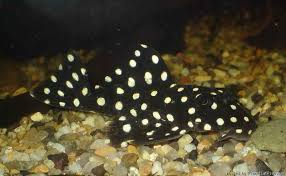 Snowball Pleco Carpas Koi Koi