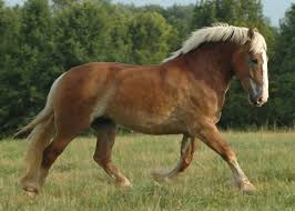 Draft mules or belgian crosses are also welcome. Belgian Draft Horse Examples Examples Of Belgian Draft Horse Examples10 Com Belgian Horse Belgian Draft Horse Draft Horses
