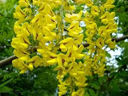 Arbusti con fiori gialli e. Maggiociondolo Laburnum Anagyroides Alberi Maggiociondolo Laburnum Anagyroides Alberi