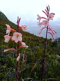 Image result for Watsonia
