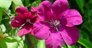 Excellent for training on a trellis or wall. Clematis Hybride Ernest Markham Magenta