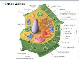 Check this diagram and learn m. Campbell S Biology Chapter 6 A Tour Of The Cell Youtube