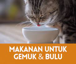 Check spelling or type a new query. Makanan Kucing Untuk Gemuk Dan Bulu Cantik Berkualiti Semuanya Tentang Kucing