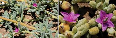 Image result for Sesuvium hydaspicum