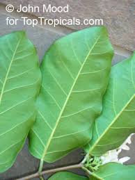 Image result for Landolphia rufescens