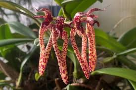 Image result for Bulbophyllum X chikukwa