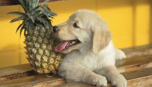 Dogs can eat cantaloupe and other melons safely in small quantities. Can Dogs Eat Pineapple 2021 Guide Can Dogs Eat Dog Safe Food Dog Eating