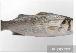 (pez sabroso) sea bass n noun: Poster Lubina Aislada Pixers Wir Leben Um Zu Verandern